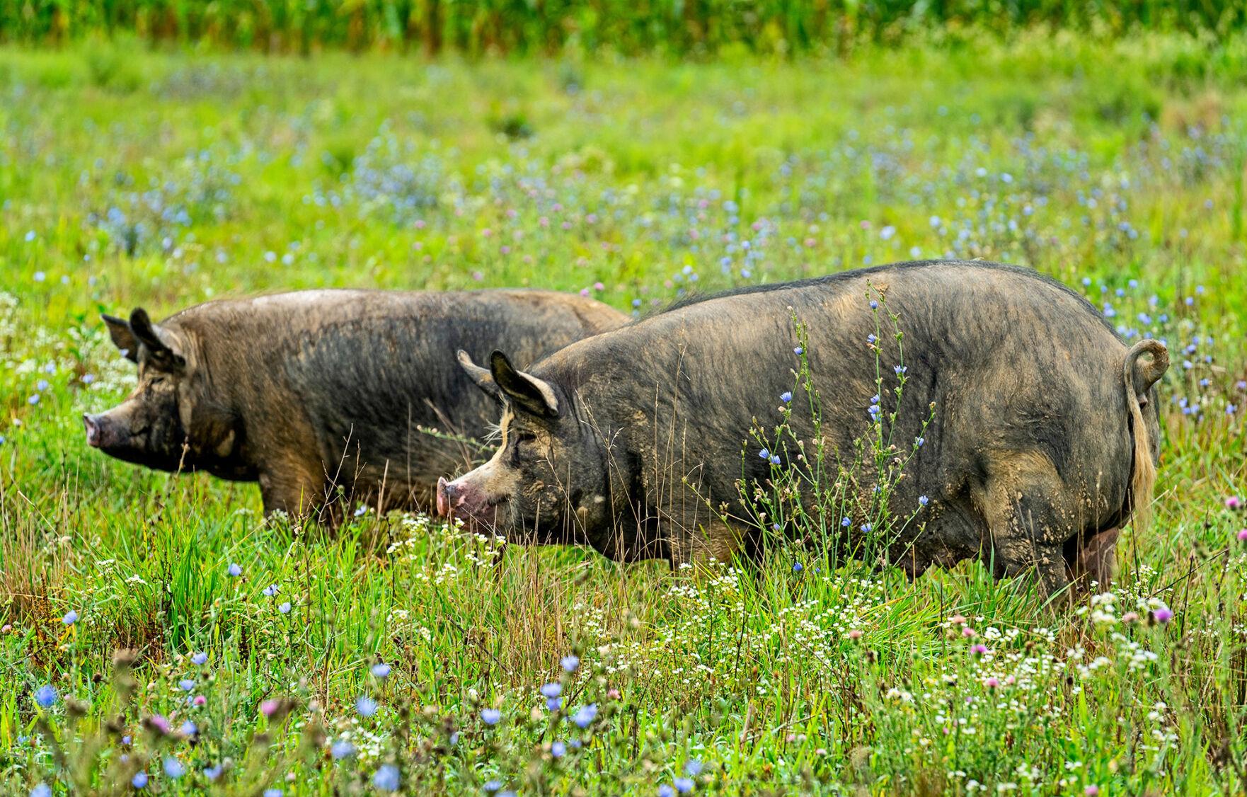 Autumn Olive Farms — pigs 1